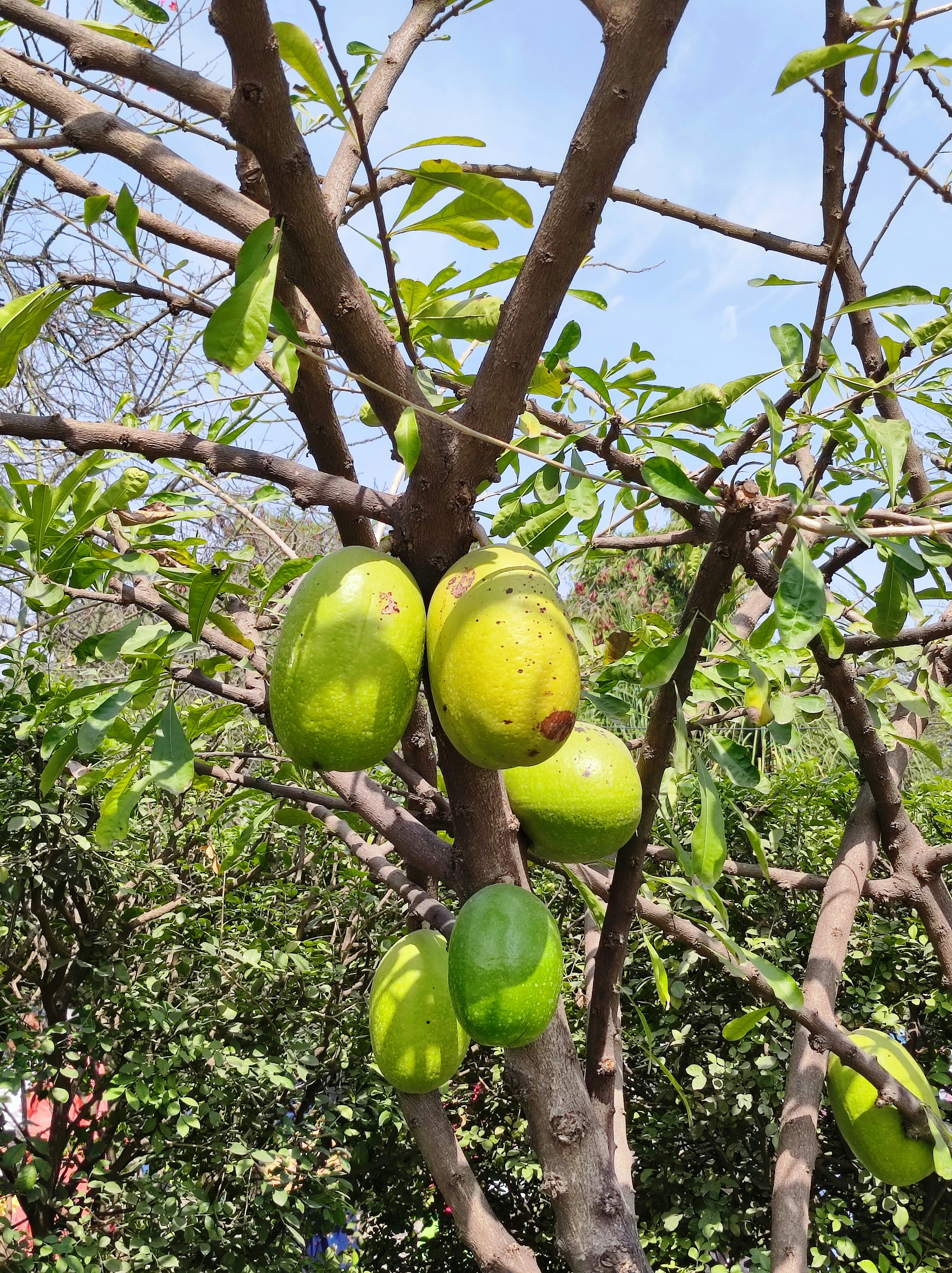 Intensive Fruit Farming